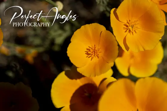 Macro photo of orange California poppies
